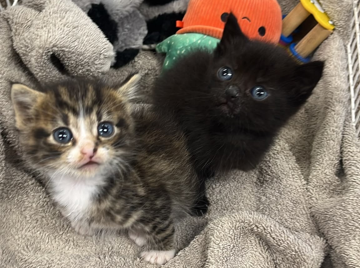 SECOND PAIR OF TINY KITTENS FOUND ABANDONED ON ISLE OF WIGHT IN LESS THAN 3 WEEKS