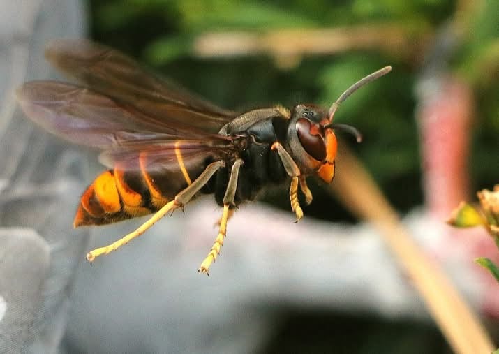 ASIAN HORNET SIGHTING IN COWES SPARKS CALL FOR THOUSANDS OF ‘EXTRA PAIRS OF EYES’