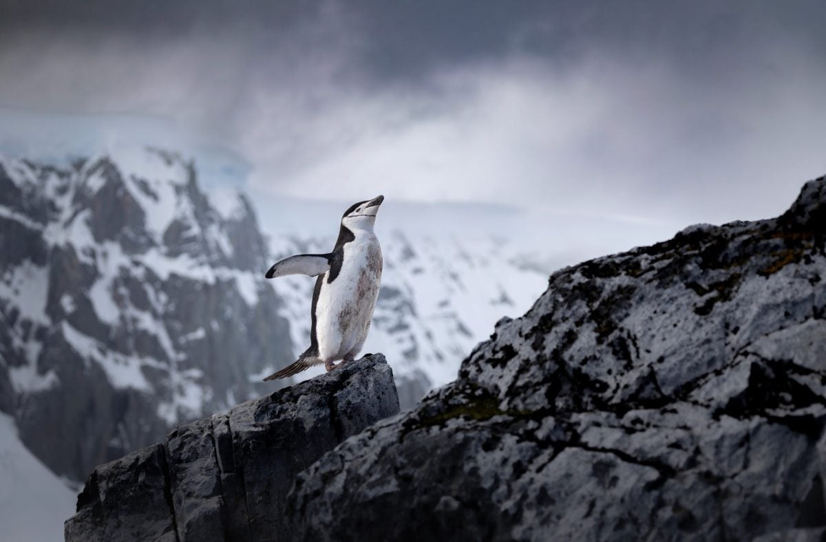 ISLE OF WIGHT WILDLIFE PHOTOGRAPHER HONOURED IN PRESTIGIOUS GLOBAL COMPETITION