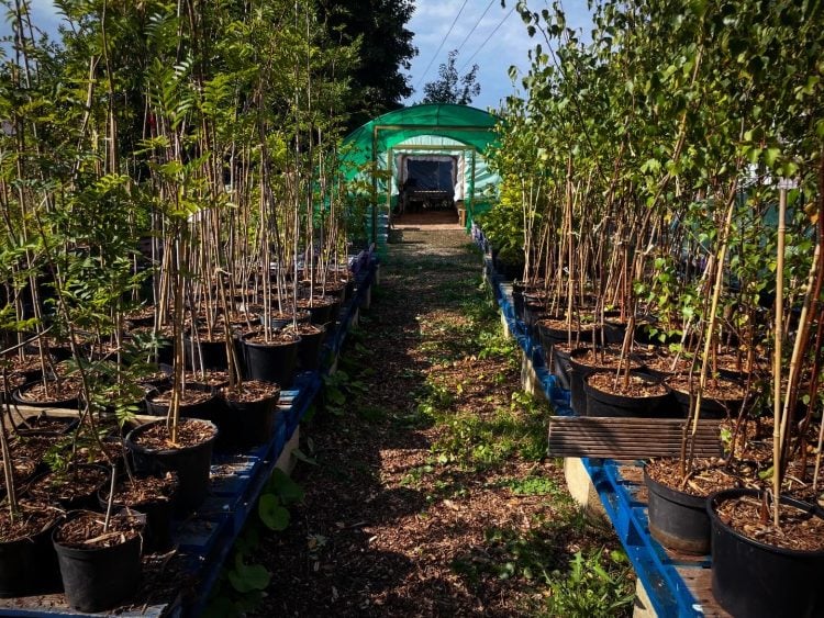 ISLAND SCHOOLS INVITED TO CLAIM 125 TREES IN COUNTY SHOW CELEBRATION