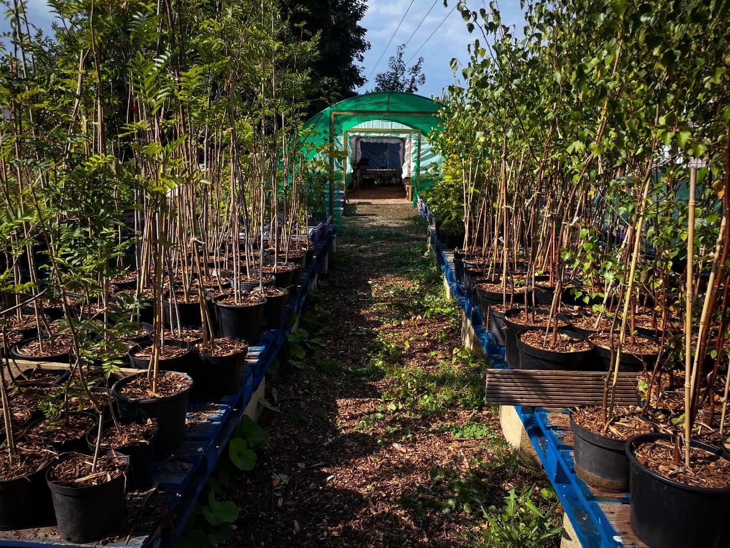 ISLAND SCHOOLS INVITED TO CLAIM 125 TREES IN COUNTY SHOW CELEBRATION