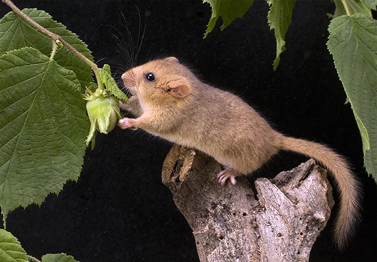 ISLANDERS URGED TO GO NUT HUNTING TO HELP TRACK WOODLAND MAMMALS