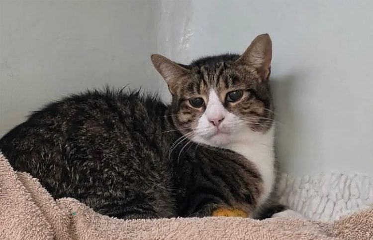 RACE TO SAVE GIZMO AS HIT-AND-RUN LEAVES FAMILY FACING £6,000 VET BILL