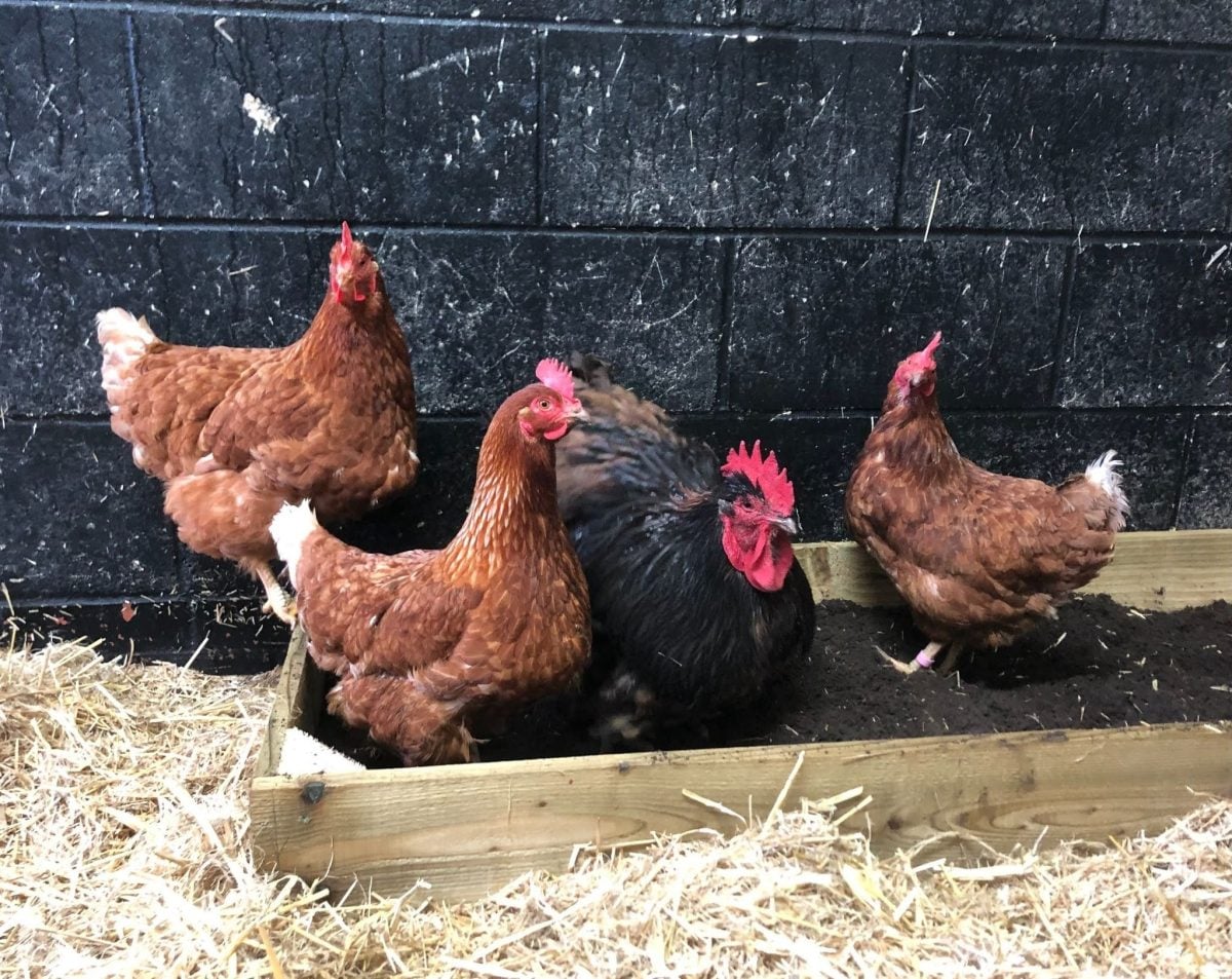 ISLAND POULTRY KEEPERS URGED TO BE VIGILANT AS BIRD FLU RETURNS TO UK