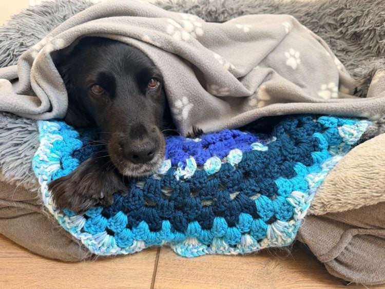 RSPCA SHARES ADVICE TO KEEP PETS SAFE DURING FIREWORKS SEASON