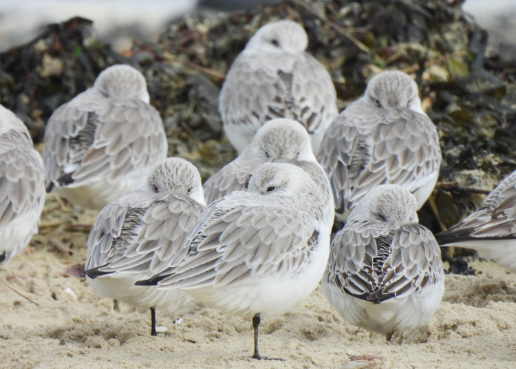 PROTECTION ZONE INTRODUCED AT RYDE BEACH AS NUMBERS OF WINTER VISITING BIRDS DECLINE