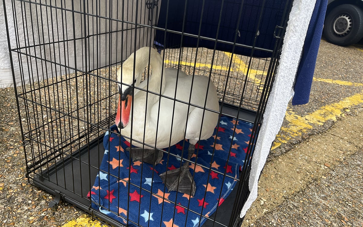 SWAN RESCUED AFTER CRASHING INTO BRITISH HEART FOUNDATION BUILDING IN NEWPORT
