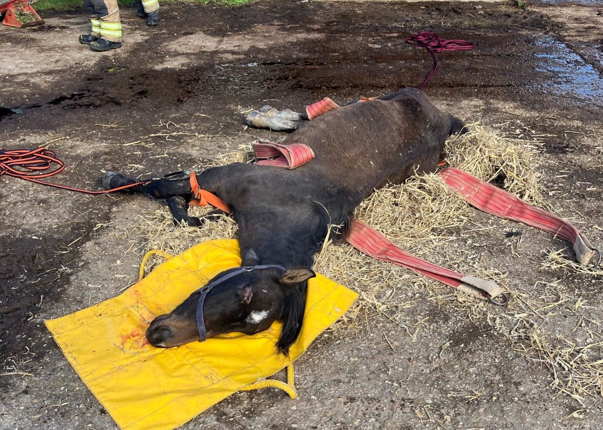 HORSE BREEDER AVOIDS JAIL AFTER PONIES FOUND COVERED IN BLOOD AND CRAWLING WITH LICE