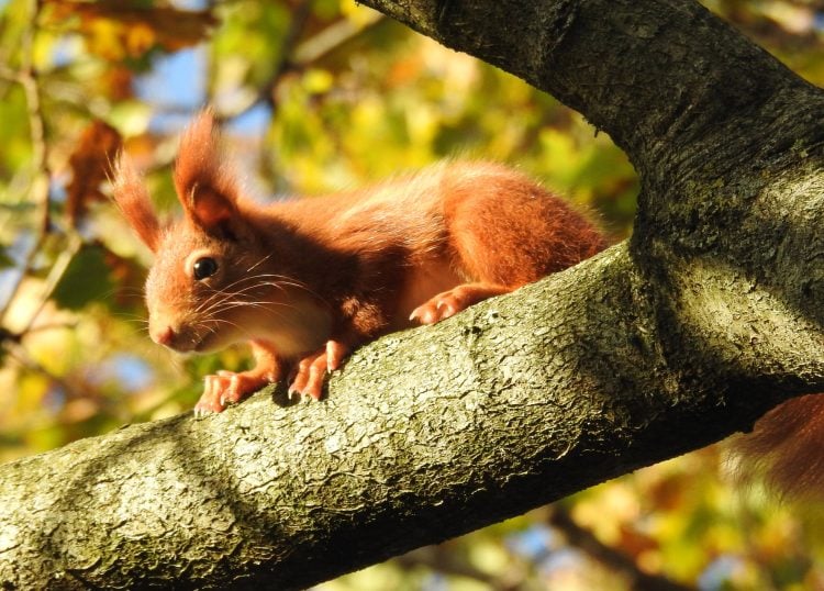 RED SQUIRRELS FOUND IN 93% OF ISLE OF WIGHT WOODLANDS AS CONSERVATION EFFORTS CONTINUE