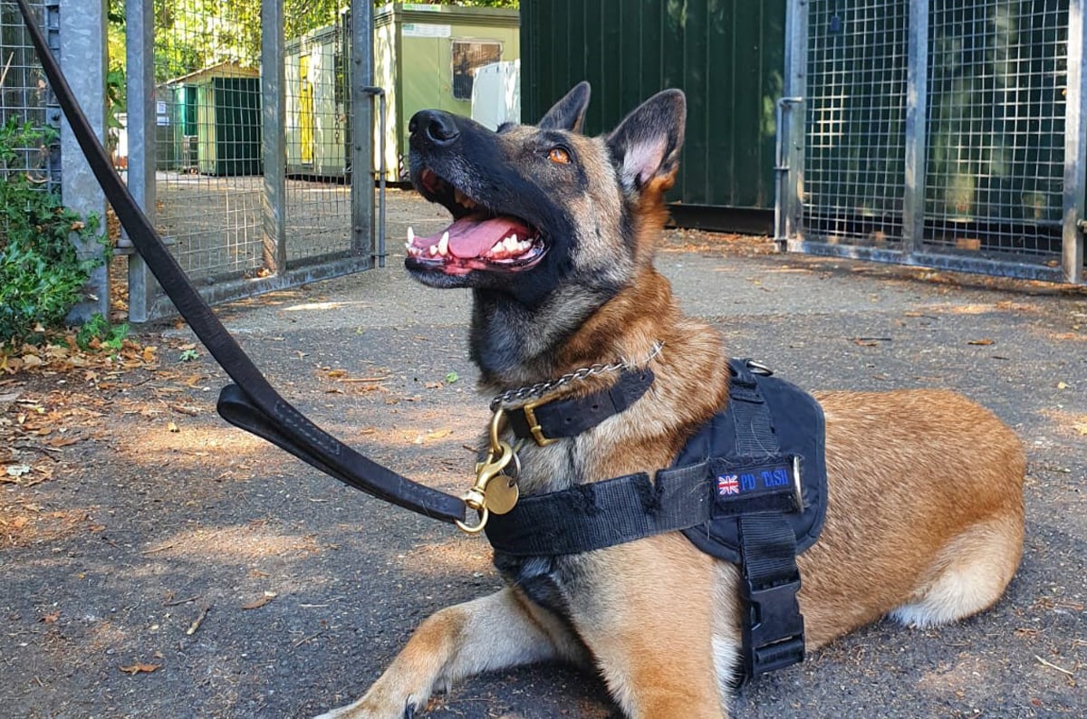 POLICE DOGS GIVEN PIONEERING NEW ROLE IN CRACKDOWN ON SPIKING